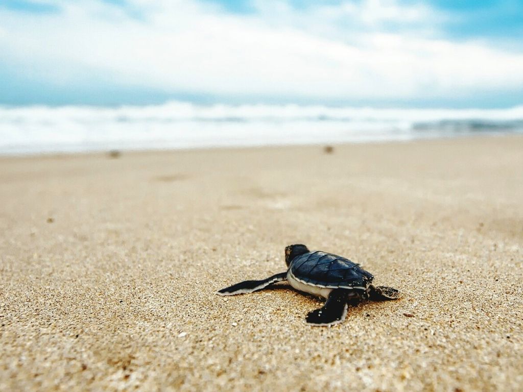 Turtle in the Sand wallpaper