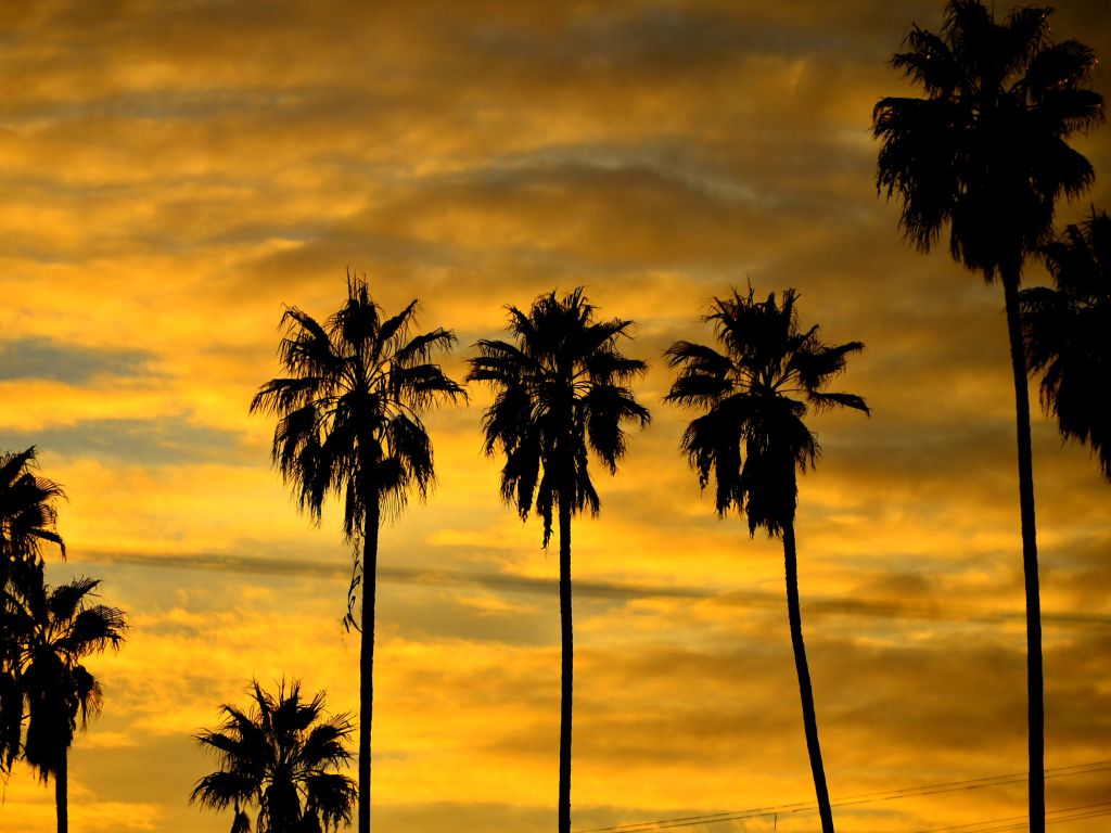 Twilight Palm Trees wallpaper