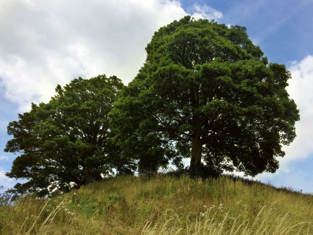 Twin Sycamores on Oxford Castle Mount UK wallpaper
