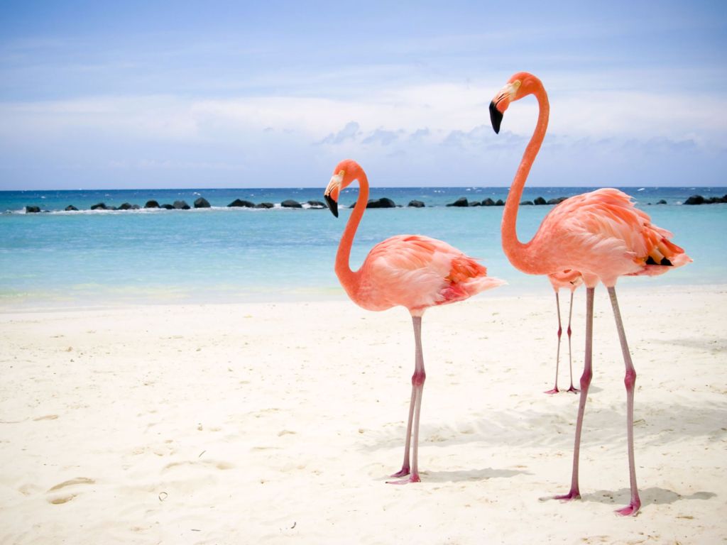 Two Beach Flamingos wallpaper