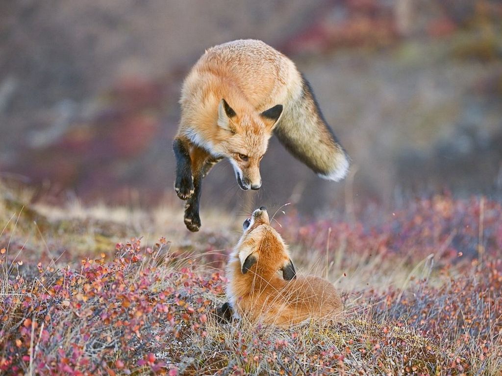 Two Foxes Like to Play wallpaper