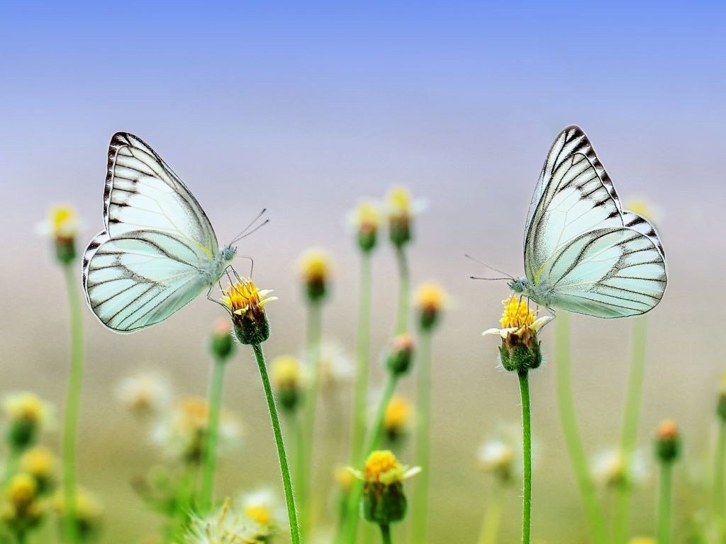 Two Gray Butterflies on Yellow Flowers wallpaper