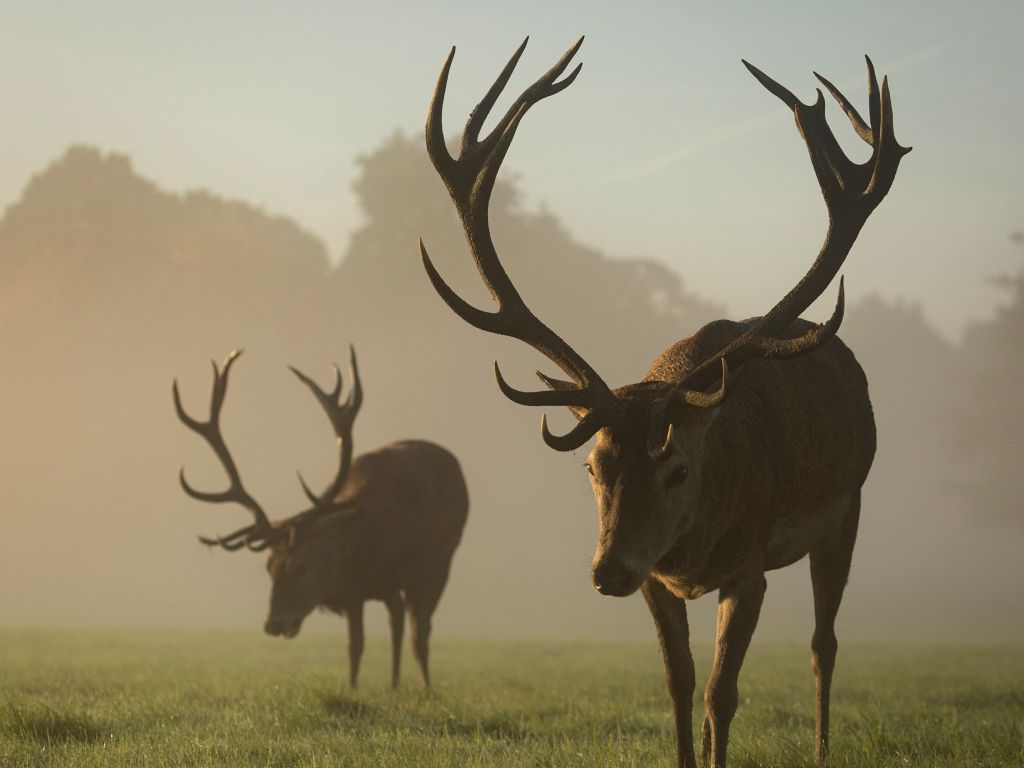 Two Red Deer Stags Grazing in the Mist England wallpaper