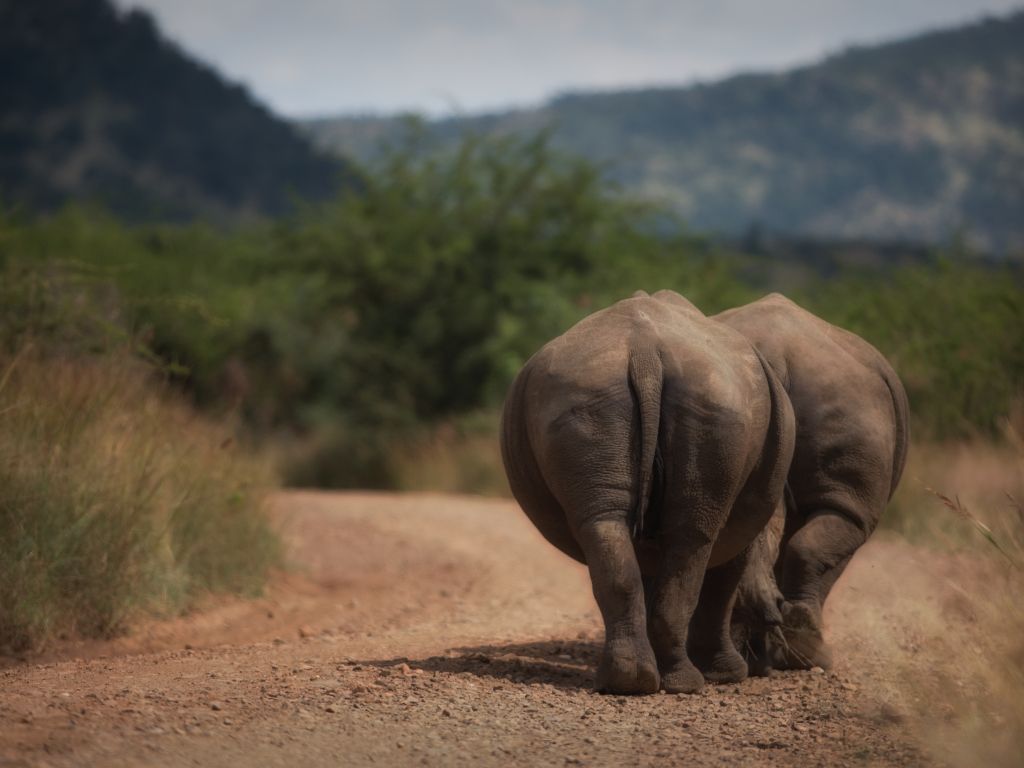 Two Rhinos From Behind wallpaper