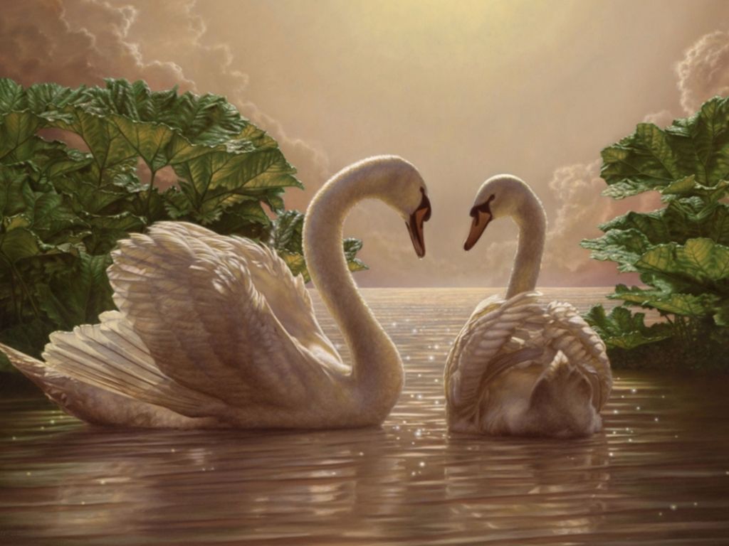 Two Swans Romance wallpaper