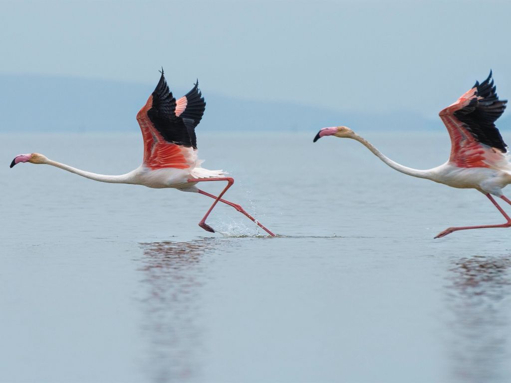 Two White-and-pink Flamingos Running on Water wallpaper