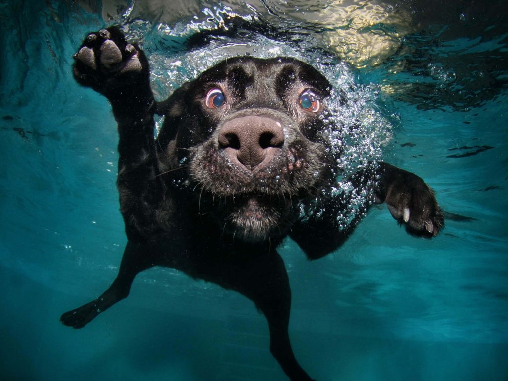 Underwater Dog wallpaper