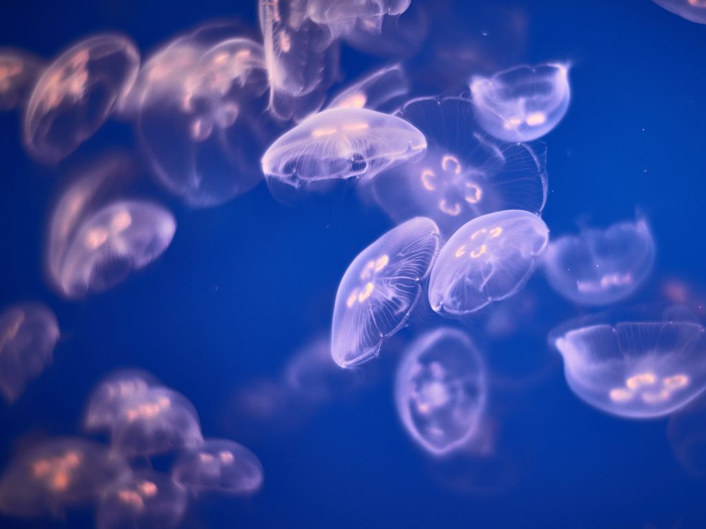 Underwater Jellyfishes 4K 5K wallpaper