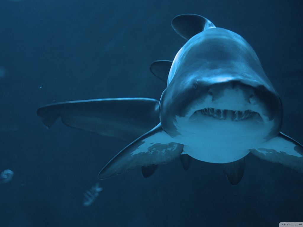 Underwater Shark wallpaper