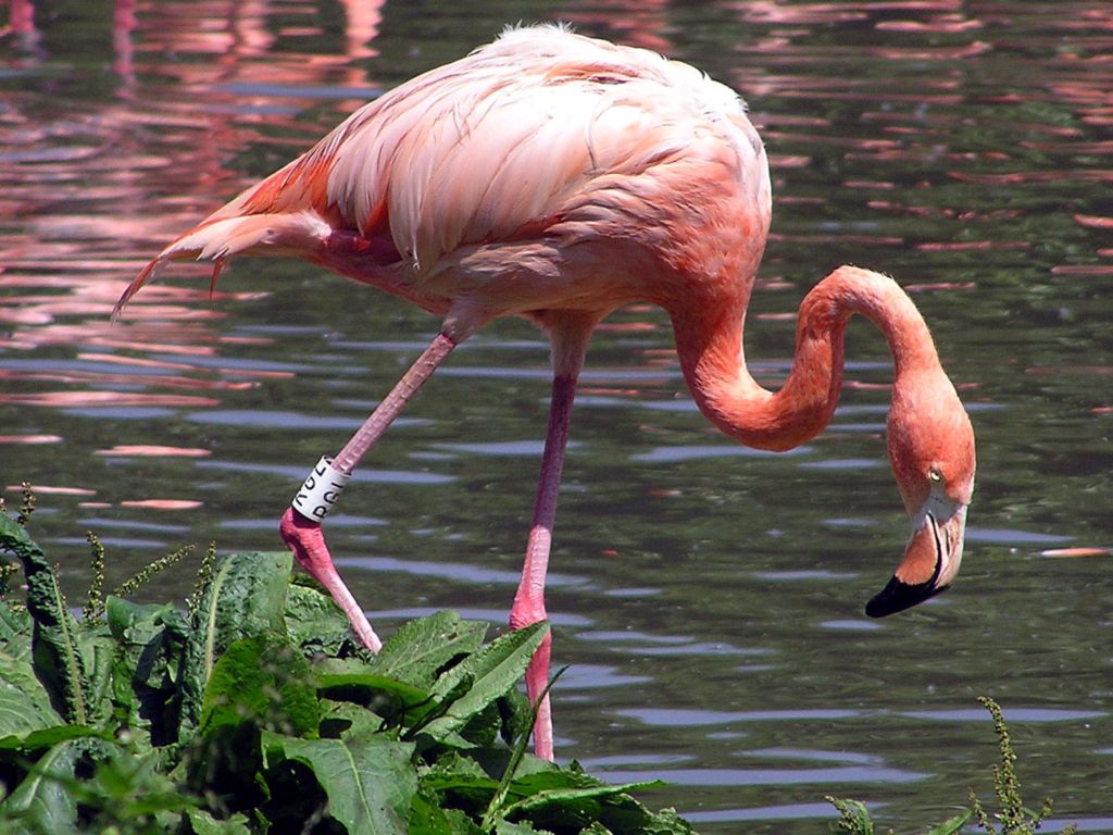 Unique Flamingos wallpaper