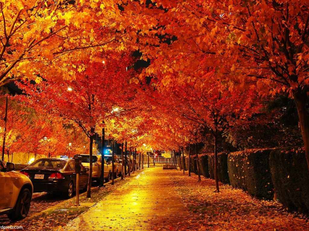 Vancouver Trees Street Canada wallpaper