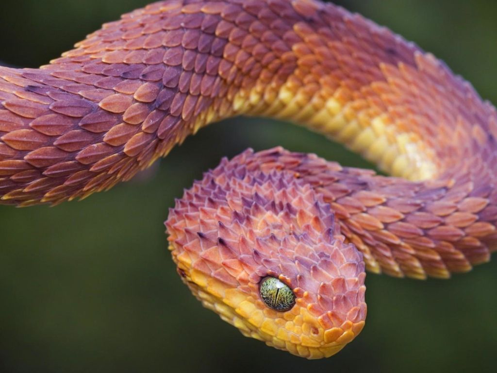 Variable Bush Viper Snake - Atheris Squamigera wallpaper