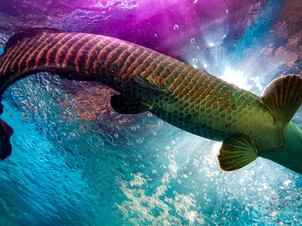 Vibrant Aquarium wallpaper