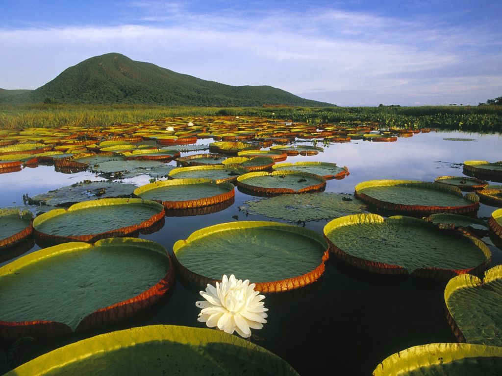 Victoria Regia Water Lily and Lily Pads wallpaper