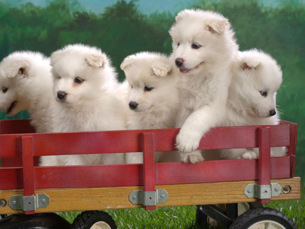Wagonload of Samoyed Puppies wallpaper