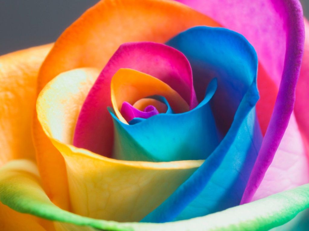 SRainbow Rose 3D Flowers Full HD wallpaper