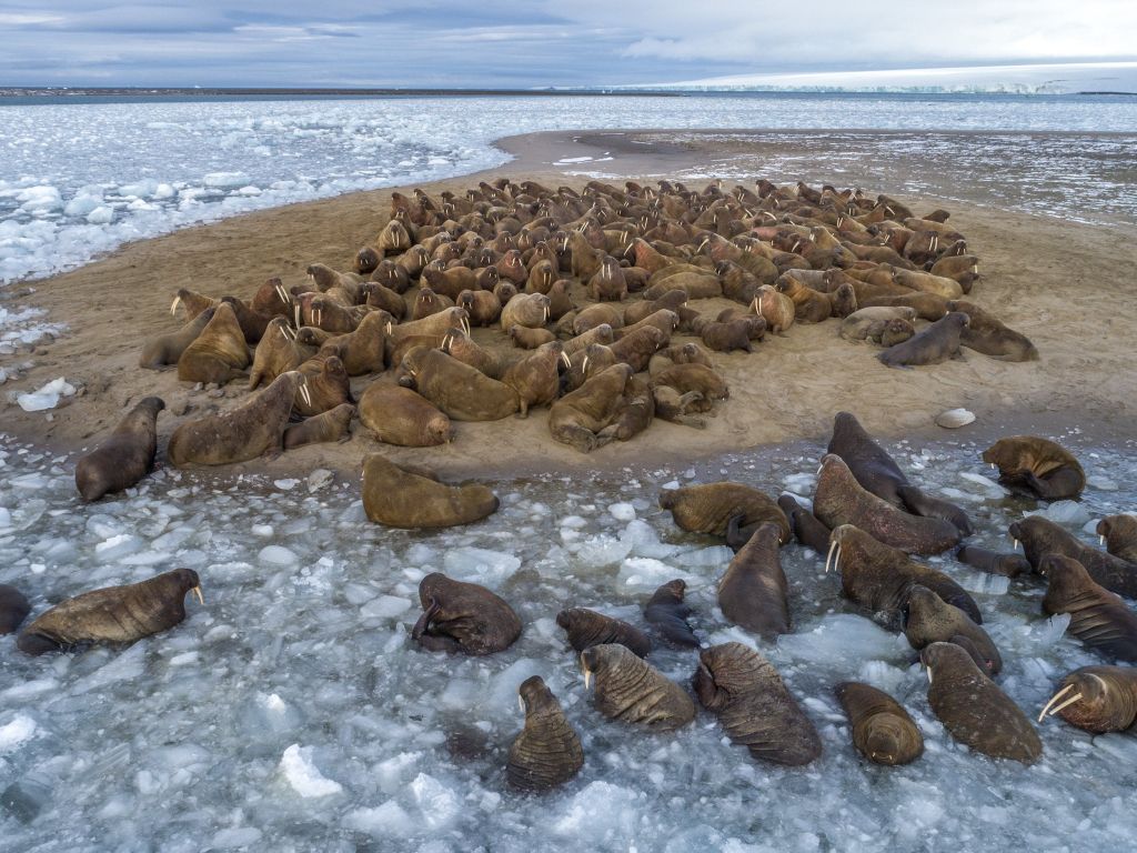 Walruses Lying on Northbrook Island wallpaper