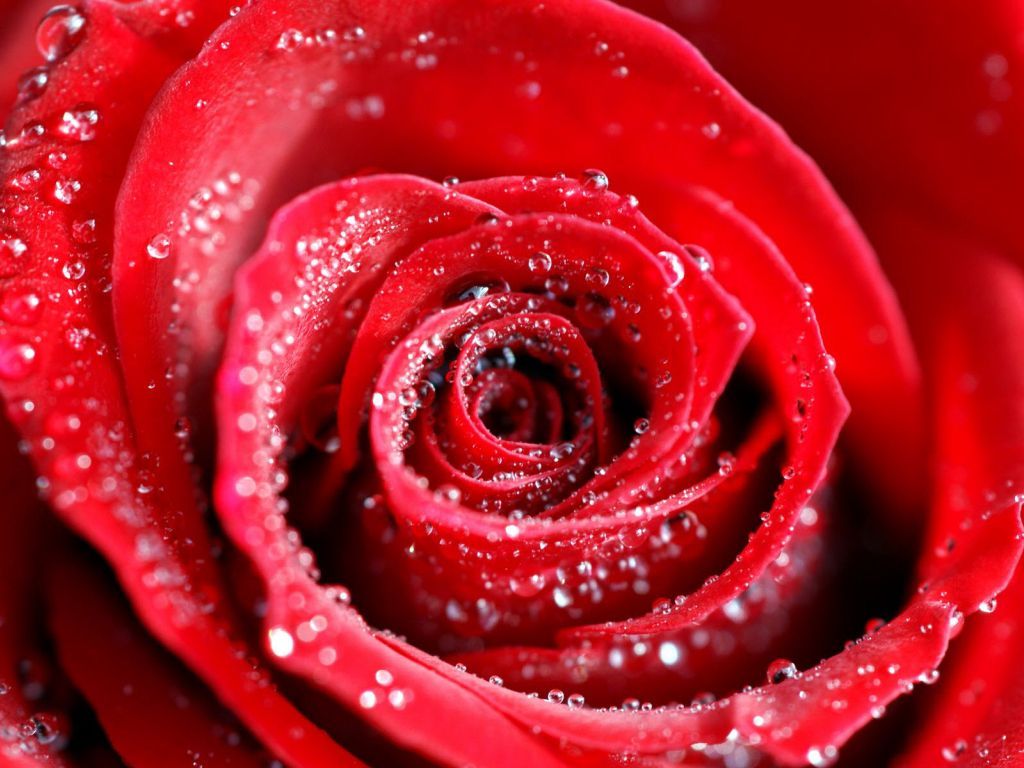 Water Drops on Red Rose wallpaper
