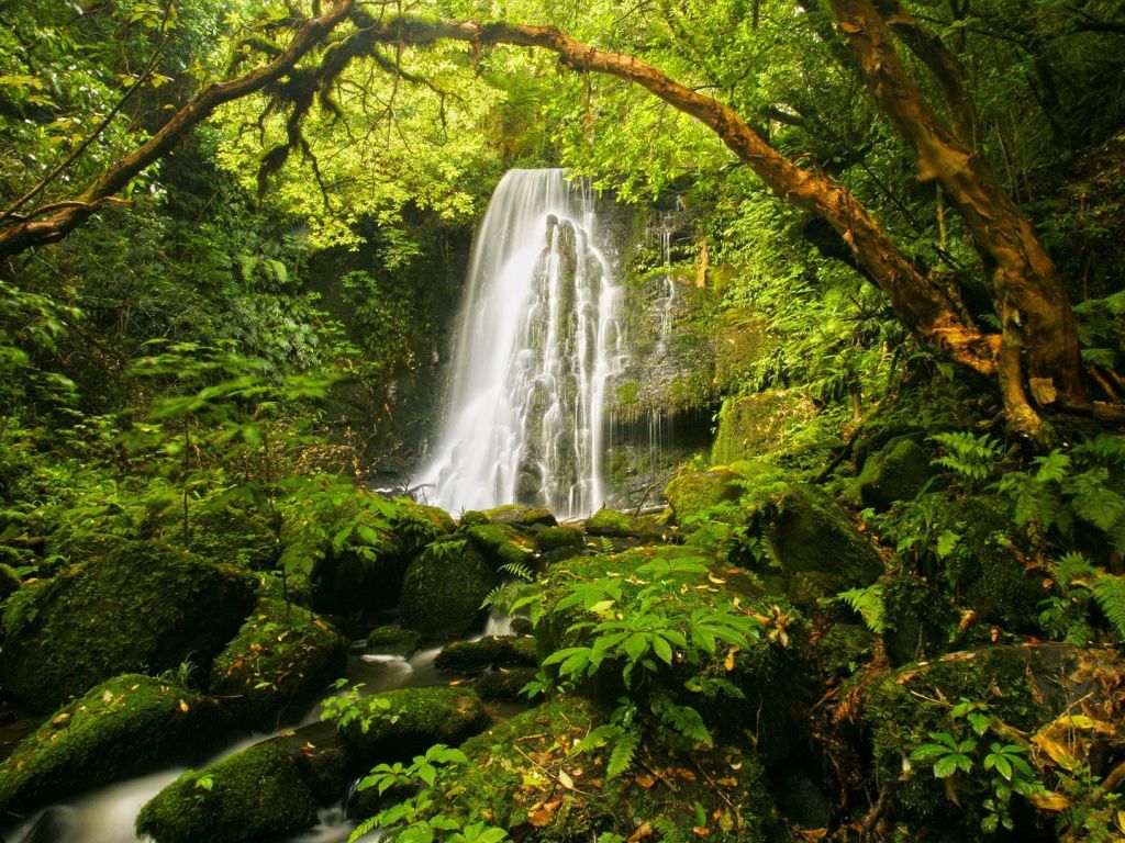 Water Fall in the Forest wallpaper