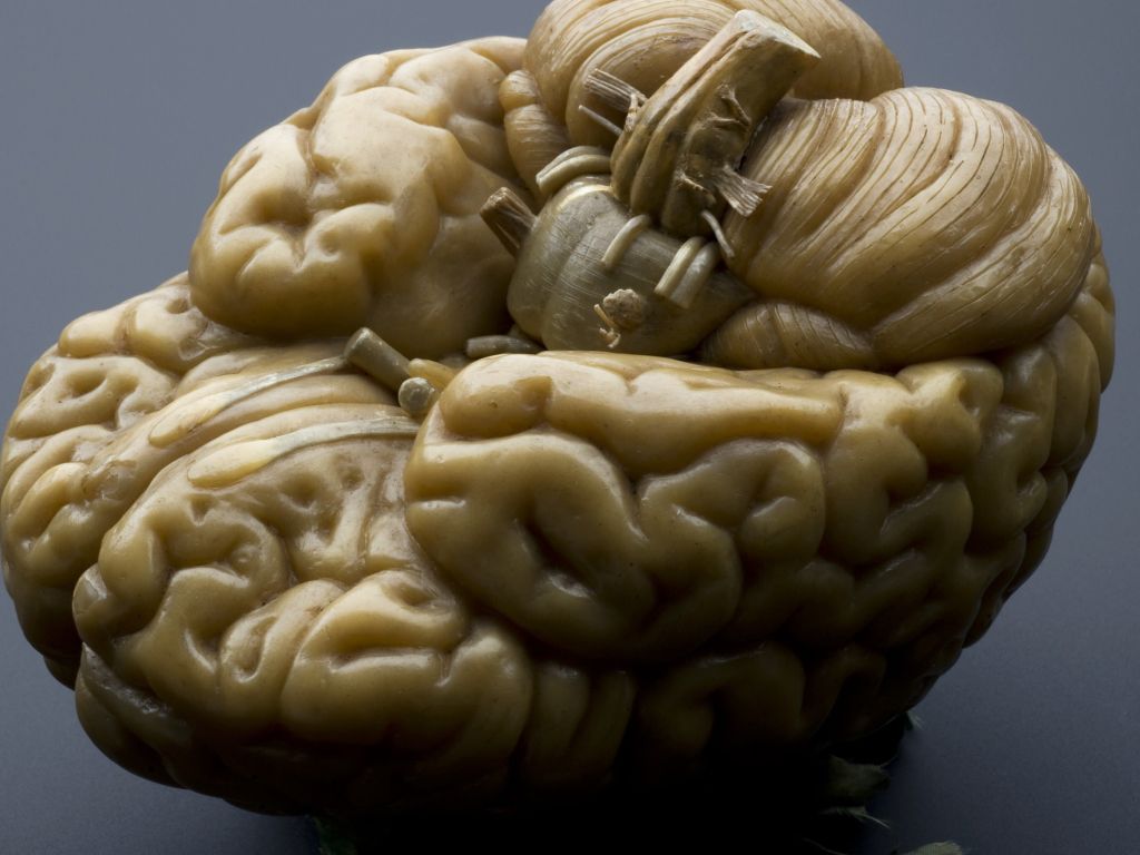 Wax Model of a Human Brain European wallpaper