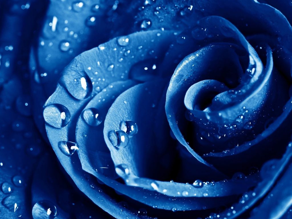 Wet Drops Blue Rose wallpaper