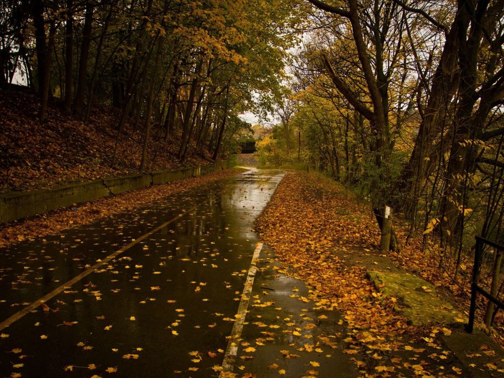 Wet Road Rainy Day Leaves Fall Autumn wallpaper