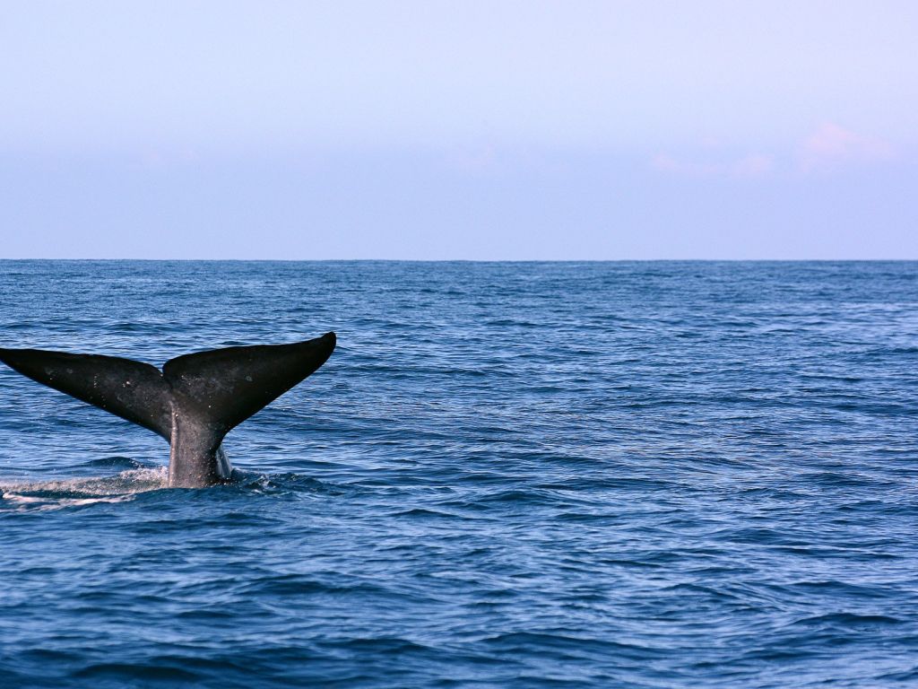 Whale Tail wallpaper