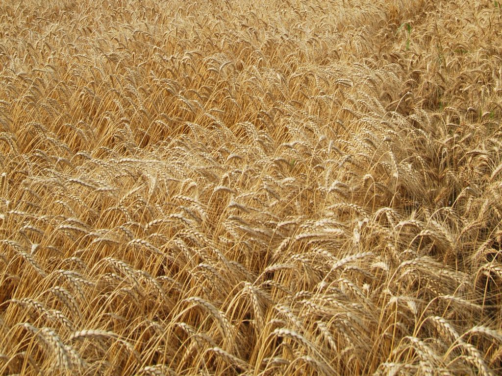 Wheat Fields wallpaper