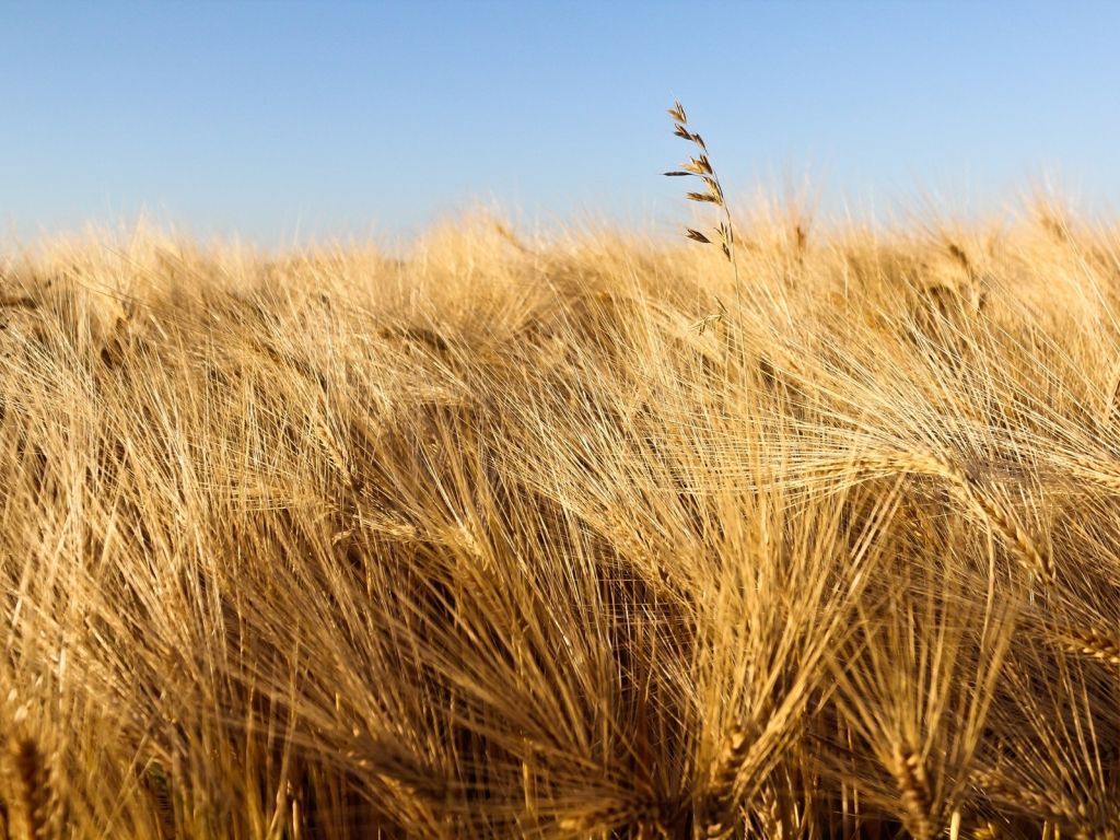 Wheat Fields At Summer wallpaper