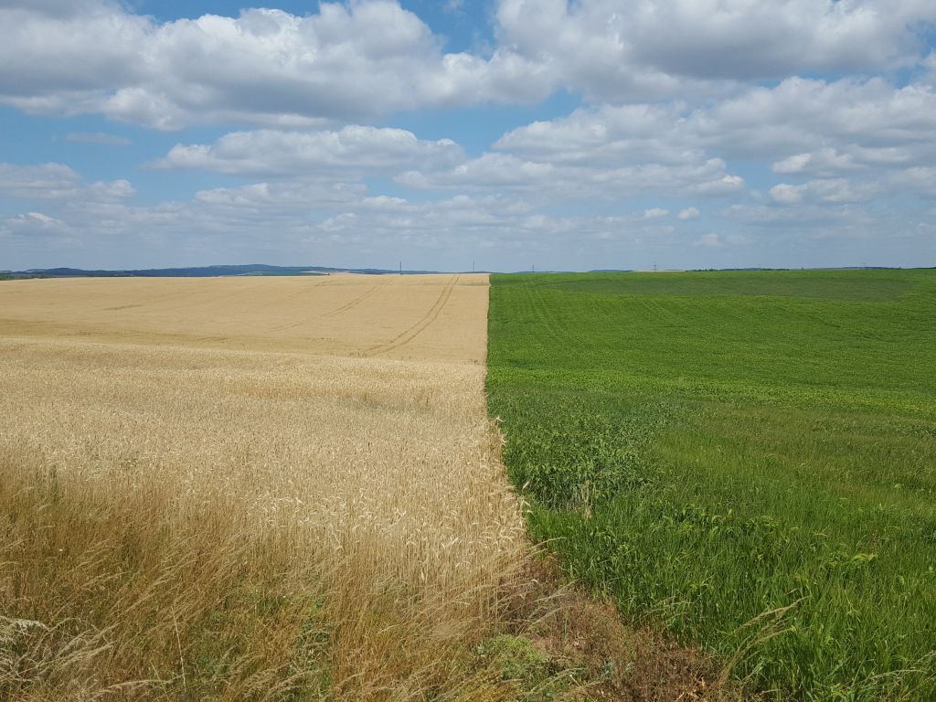 Wheat Fields in the Czech Republic wallpaper