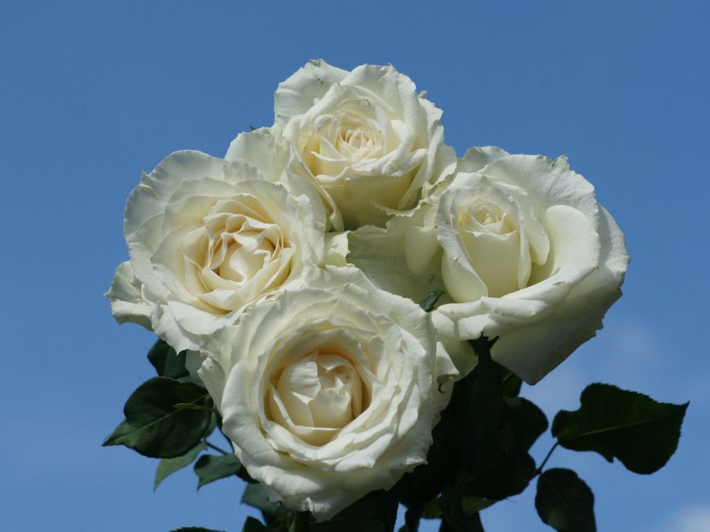 White And Blue Roses wallpaper