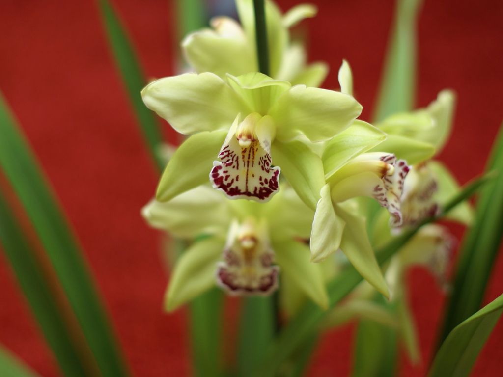 White and Green Orchids wallpaper