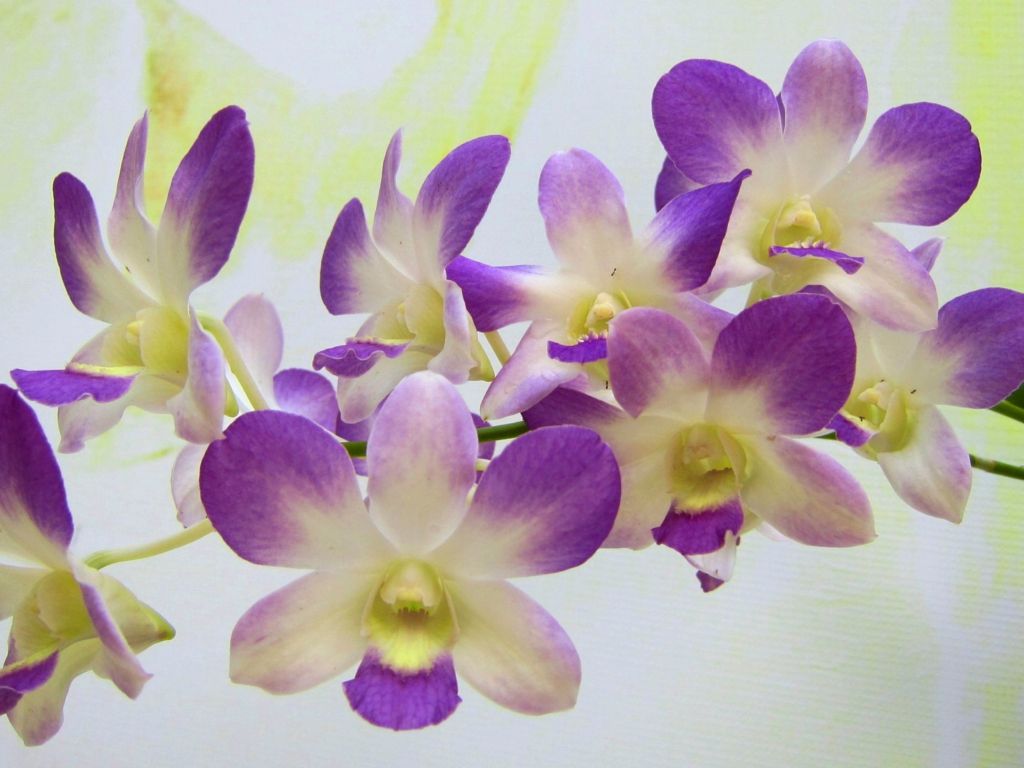 White and Purple Orchids wallpaper