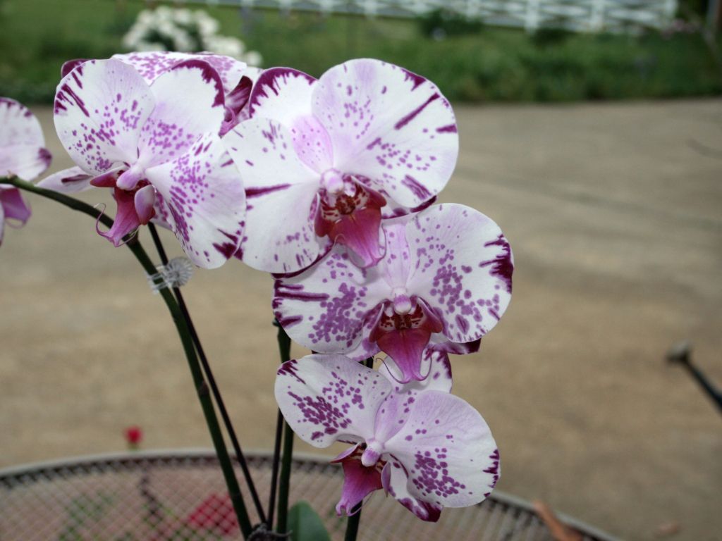 White and Violet Orchids wallpaper