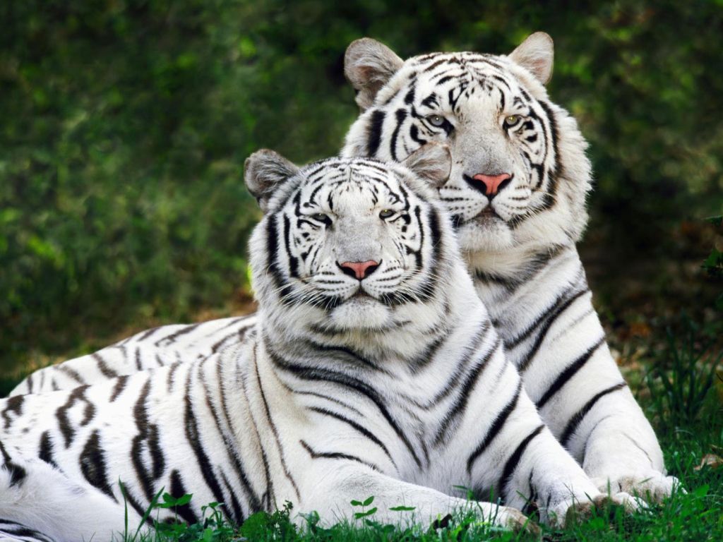 White Bengal Tigers wallpaper