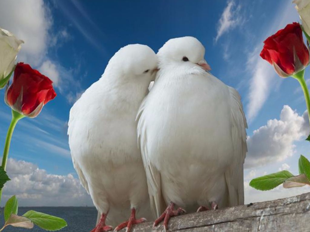 White Doves Love wallpaper