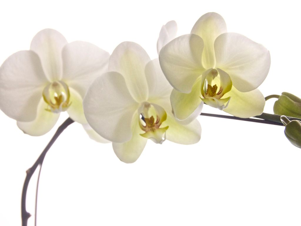 White Florida Orchids wallpaper