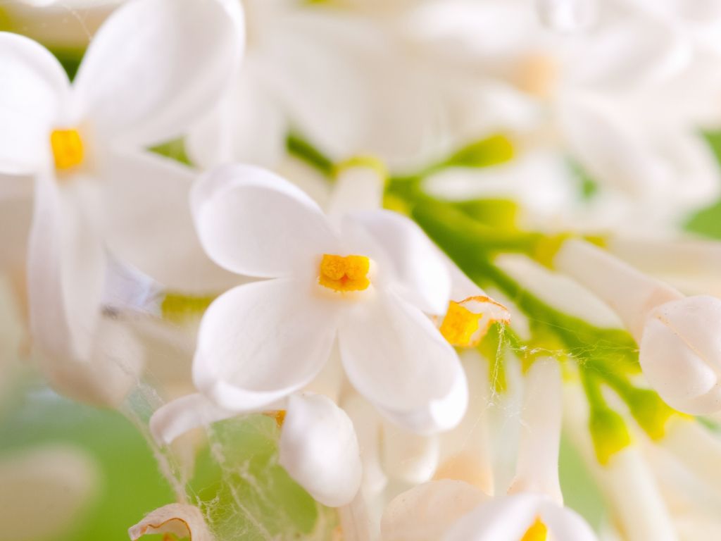 White Flowers Closeup wallpaper