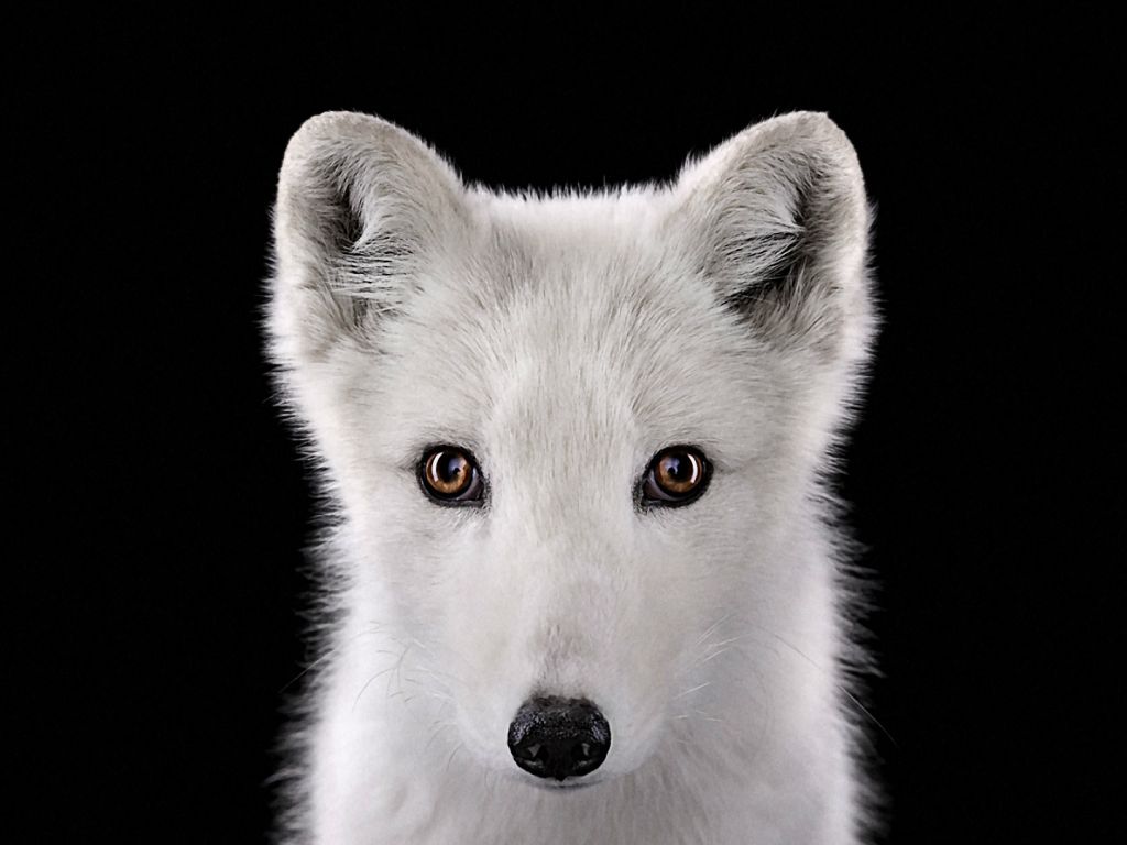 White Funny Looking Dog wallpaper
