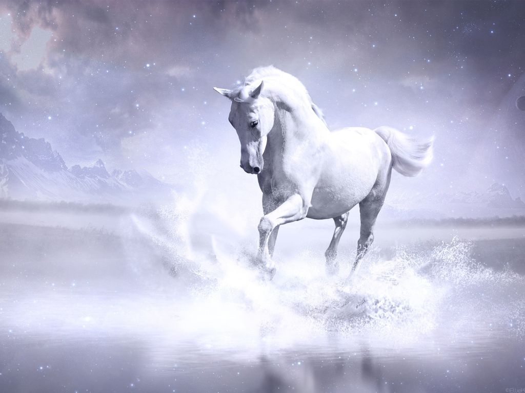 White Horse 28410 wallpaper