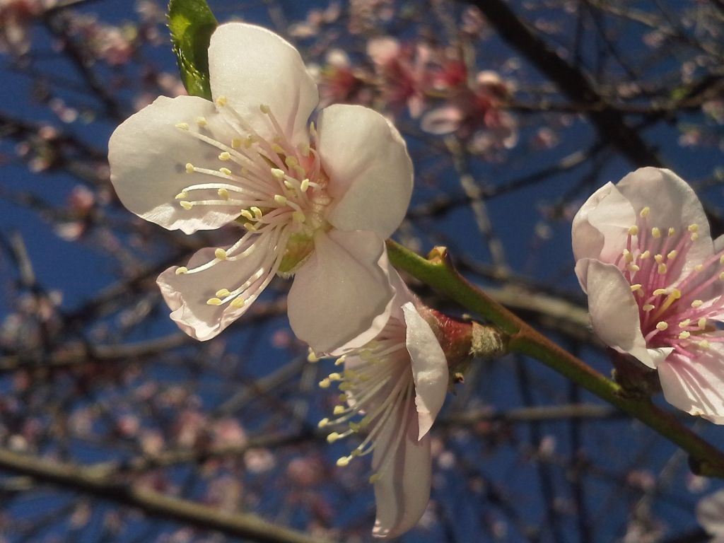 White Nectarine Blossom Prunus Persica wallpaper