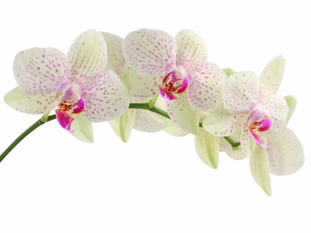 White Orchids wallpaper