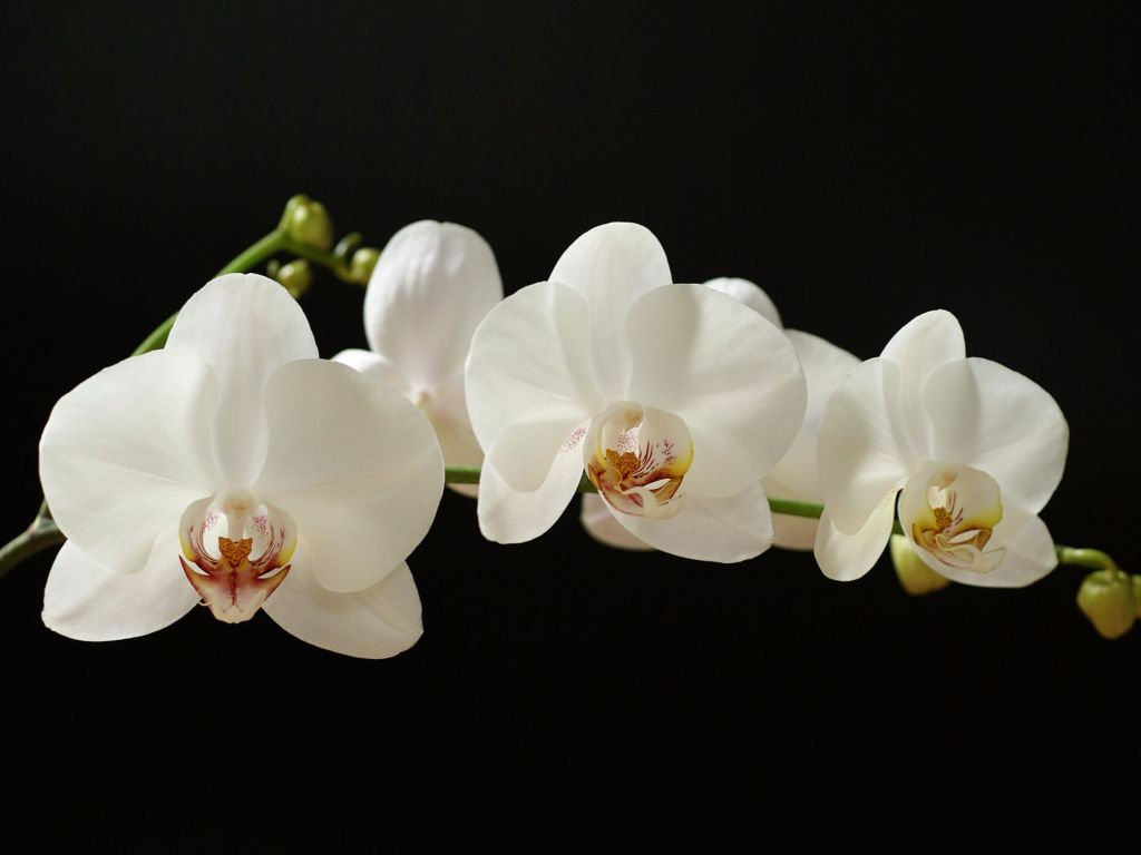 White Orchids S wallpaper