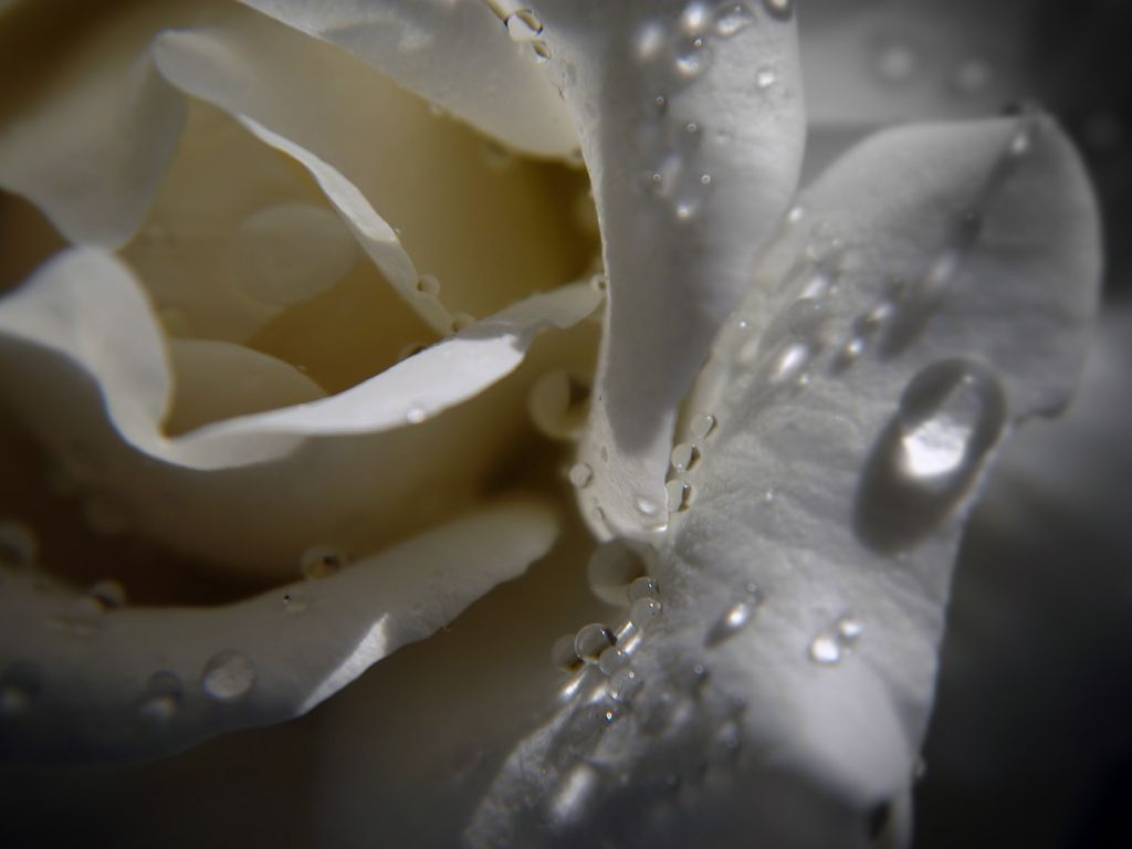 White Rose Closeup wallpaper