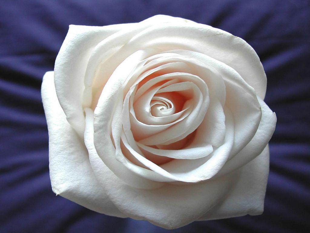 White Rose Hd wallpaper
