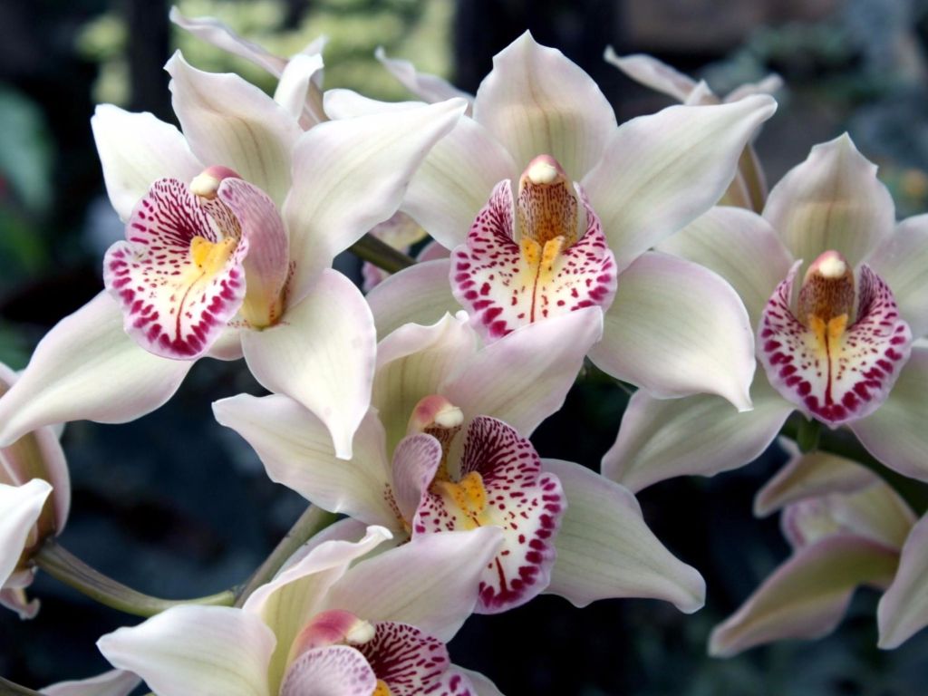 White Season Orchids wallpaper