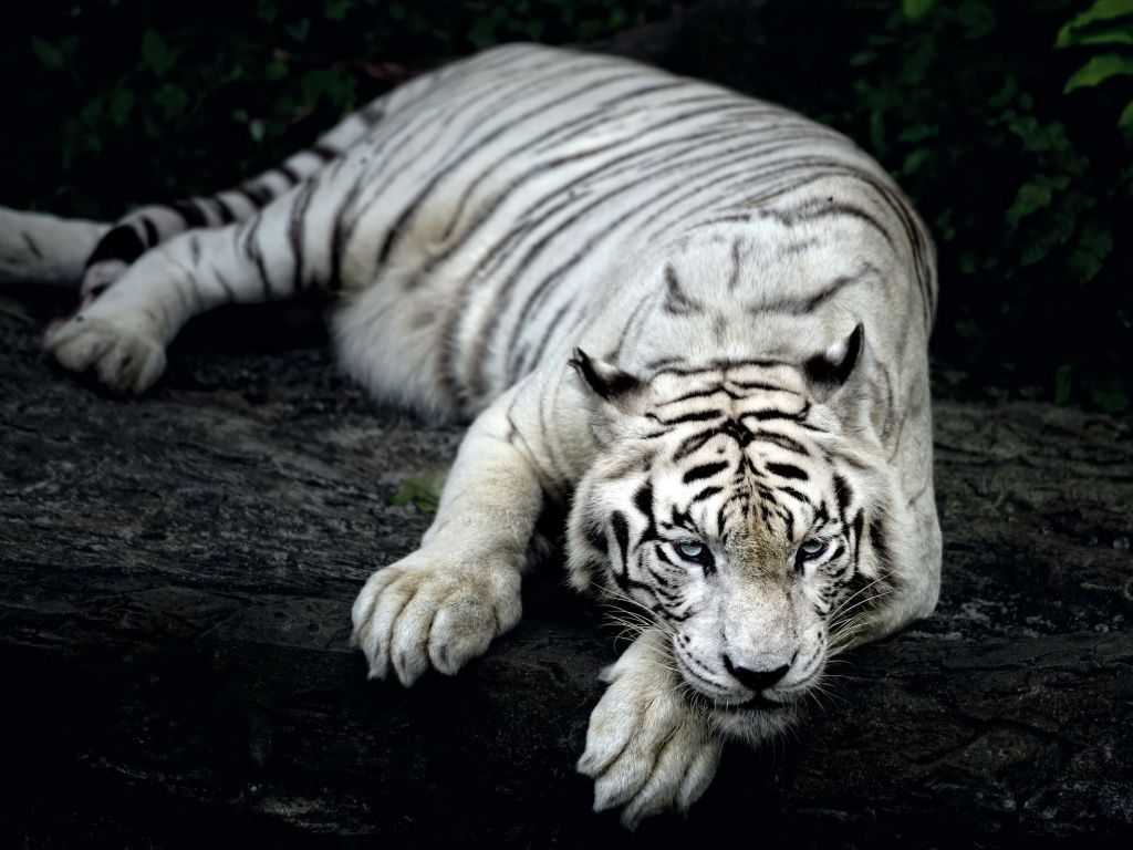White Tiger Animal wallpaper