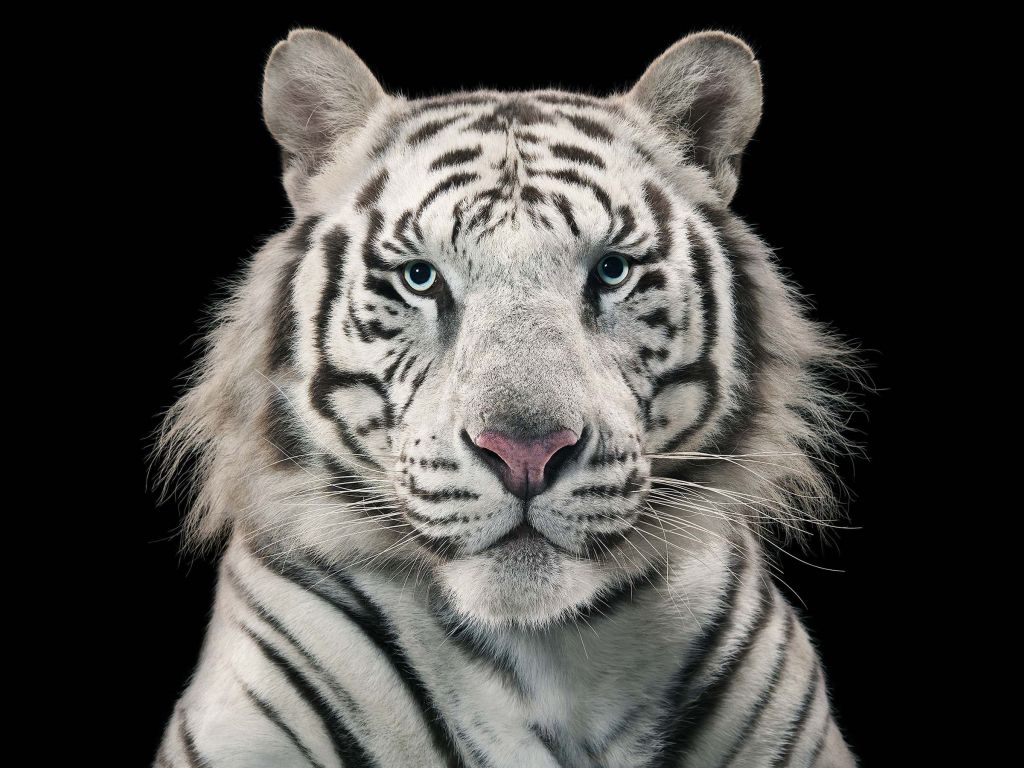 White Tiger Bengal Tiger wallpaper