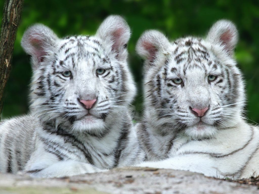 White Tiger Cubs wallpaper