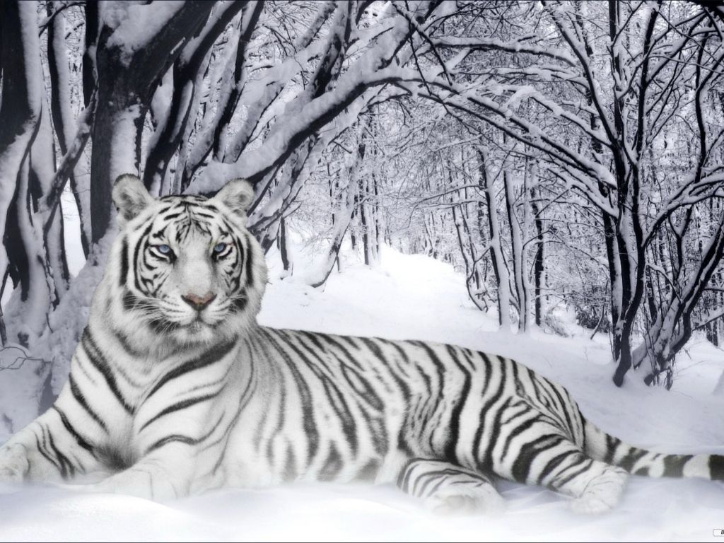 White Tigers wallpaper